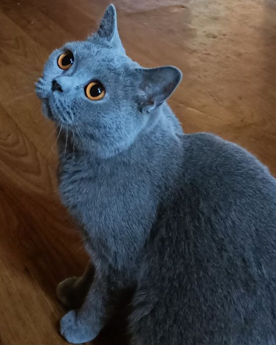 Британская кошка