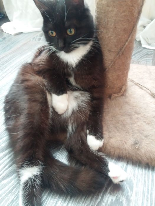 Отдам в хорошие руки