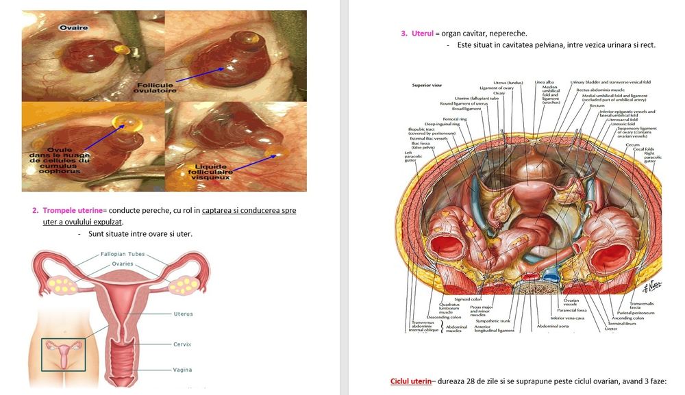 Meditatii bacalaureat biologie clasele 11-12 și admitere