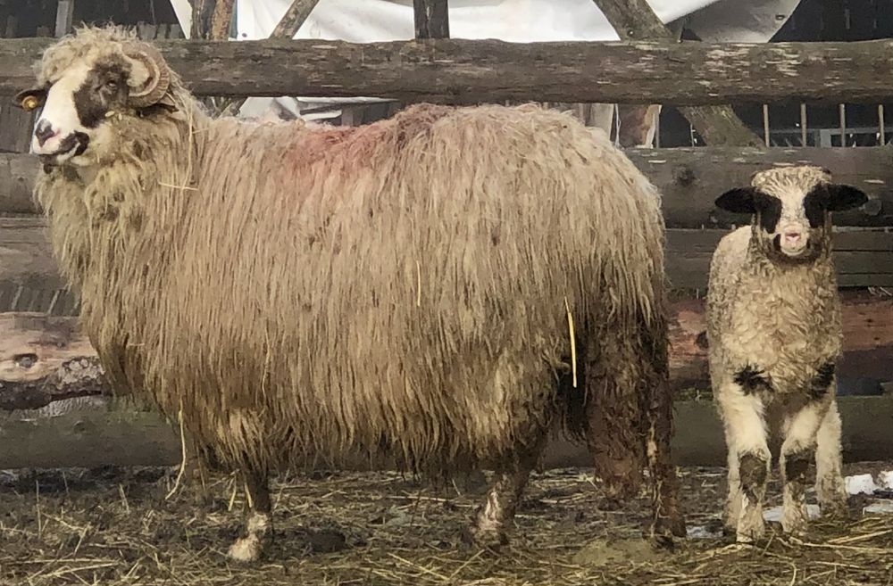 Oi breze cu miei de vânzare