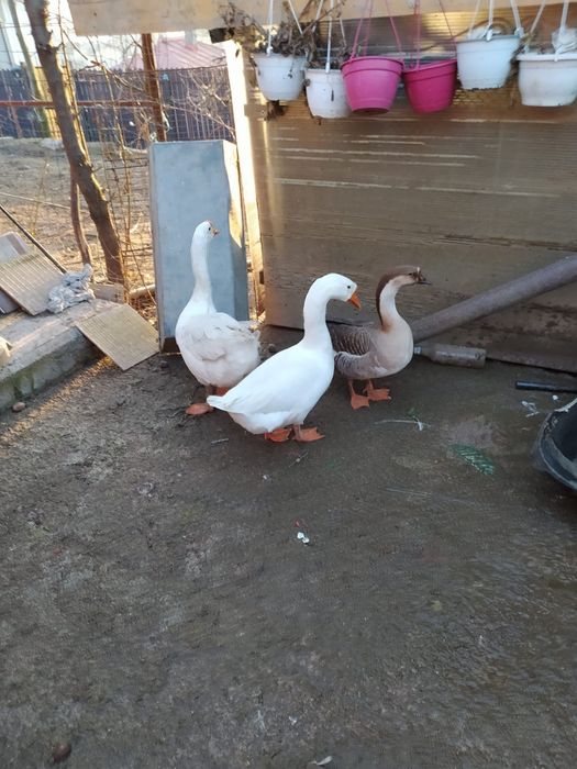 de vânzare gaste lesesti