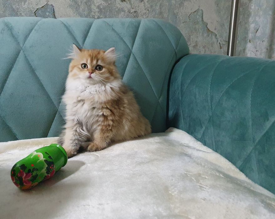 British LongHair cu pedigree