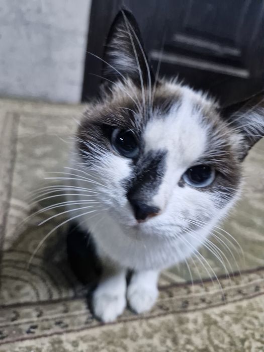 Котик даром маленький