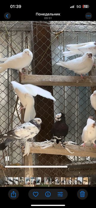 Кептерлер сатылады