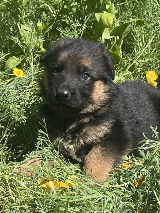 Щенки немецкой овчарки