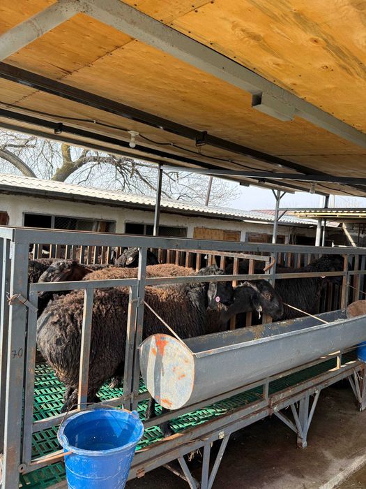 Qo'chqor, Qo'y, Qo'ylar, Кучкор, Куйлар