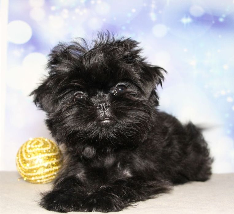 Щенки аффенпинчера