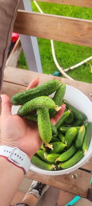 Продаю огурцы для засолки