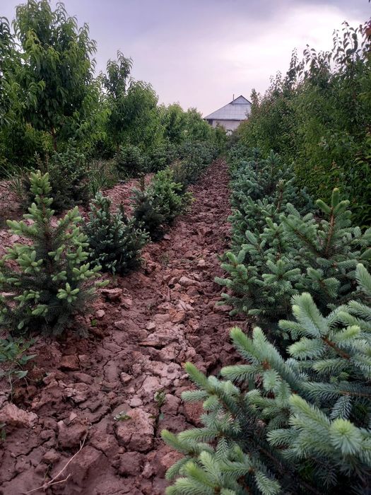 Йолка голубой ел моживилник