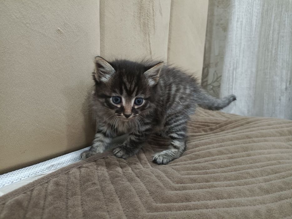 Отдам котят бесплатно