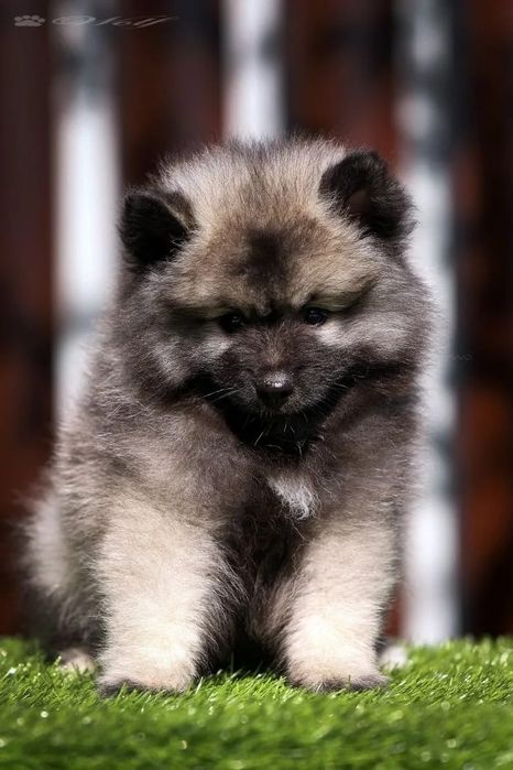 Вольфшпицы щенки