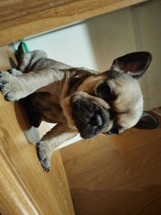 bulldog francez pui