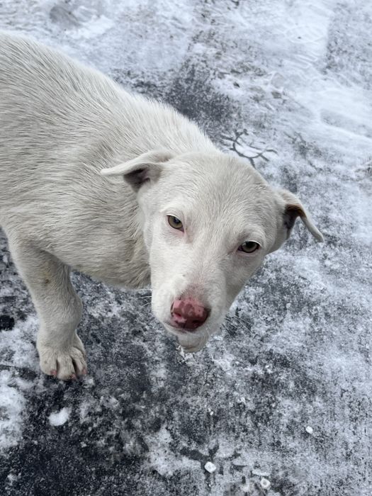 Щенята ищут дом. 6м, 4д