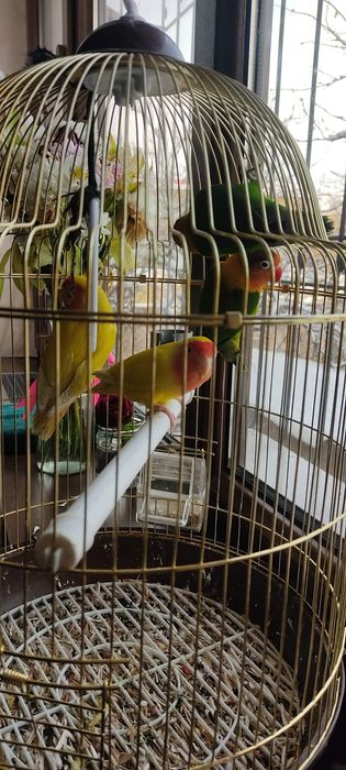 Maska  va Nerazluchkalar sotiladi . Maska 160 min , Sariq 130 min