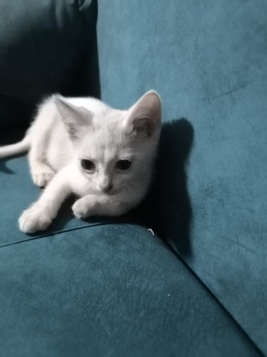 Отдам котят. Можем привезти
