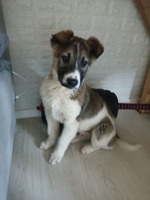 Отдадим щенка мальчик