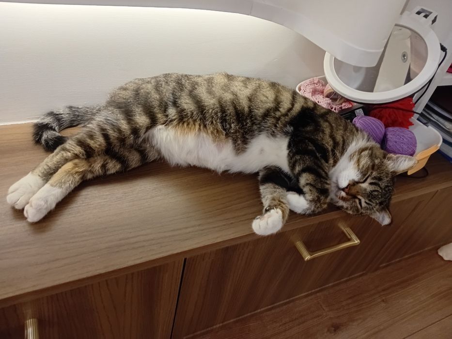 Отдаем в хорошие руки кошечку Стеллу
