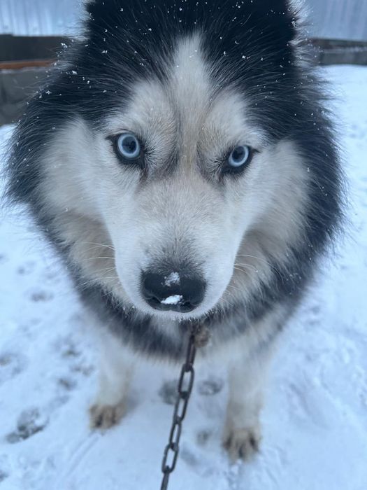 Продам Сибирского хаски(сучка)