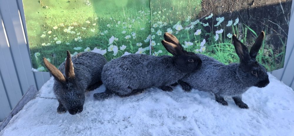 Кролики чистопородные