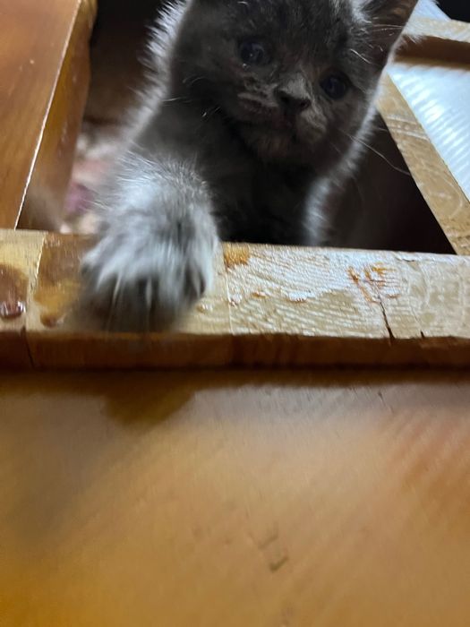 Отдадим кошечку в добрые руки