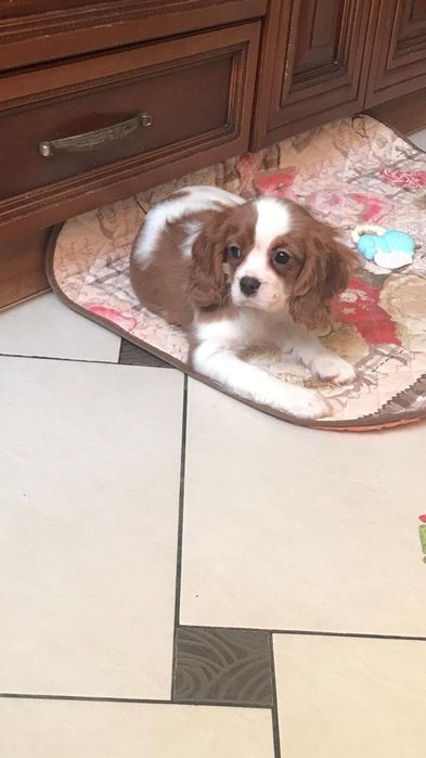 Щенки Кавалер Кинг-чарльз