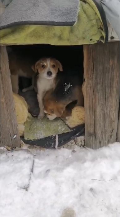 Срочно щенков в хорошие руки! Подкинули!