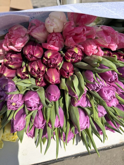 Тюльпаны потом свежие по 450