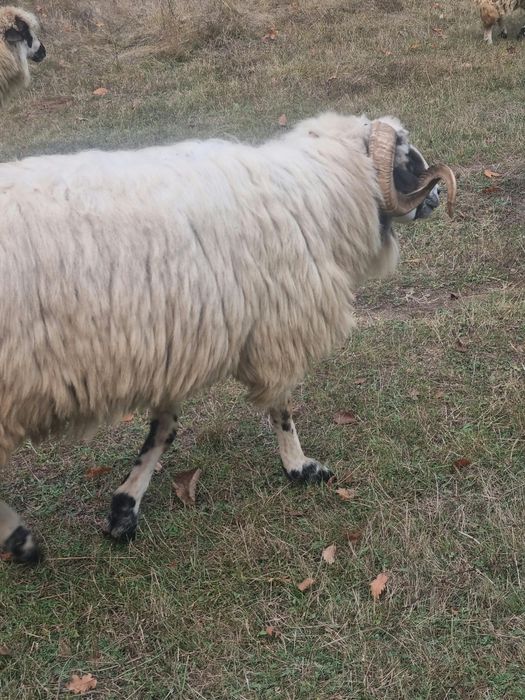Berbec de montă breaz