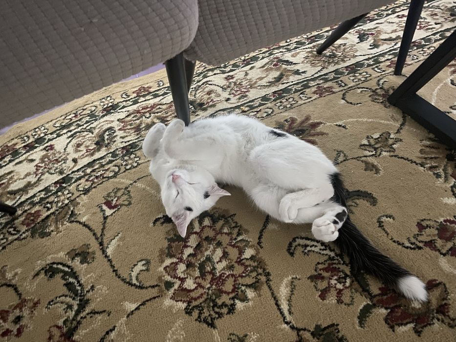 Отдам котика в добрые руки