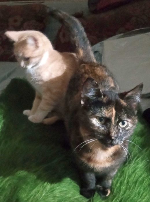 Три малки котенца.заедно или поотделно