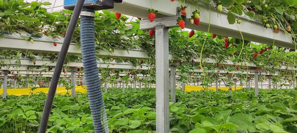 Томчилаб суғориш, монтаж ишларини қиламиз кафолат ва сифат хамда тез