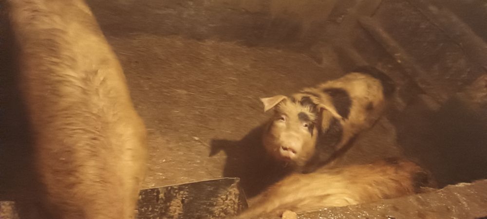 Продаются свиньи!!!