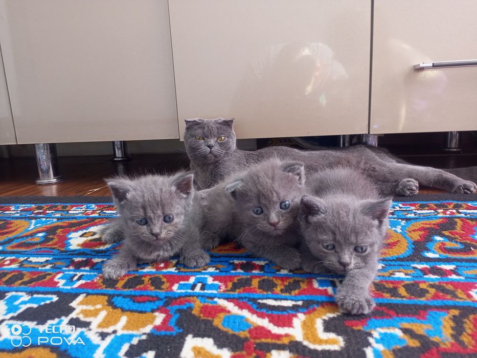 Продаются кошка и котята