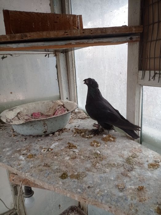 Голуби самка молодежь