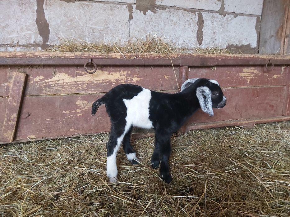 De vânzare doi țapi anglo-nubian