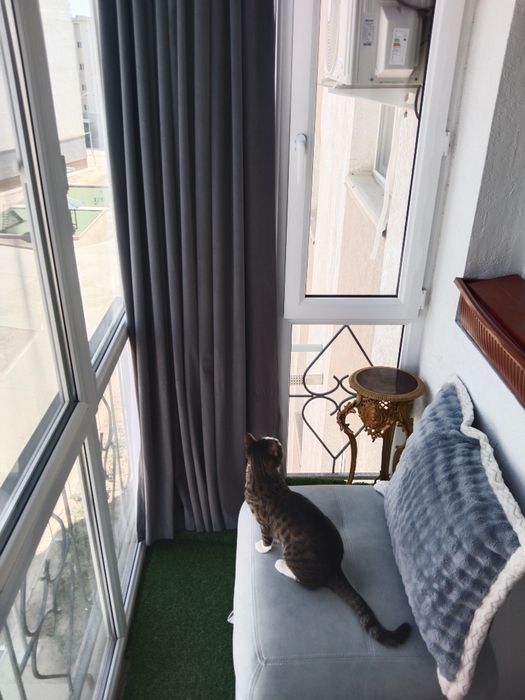 Мушукча хадияга берилади