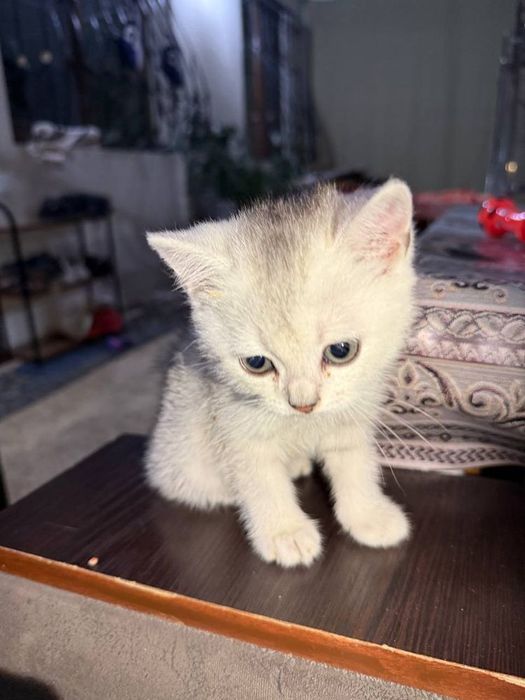фолд и страйт котя