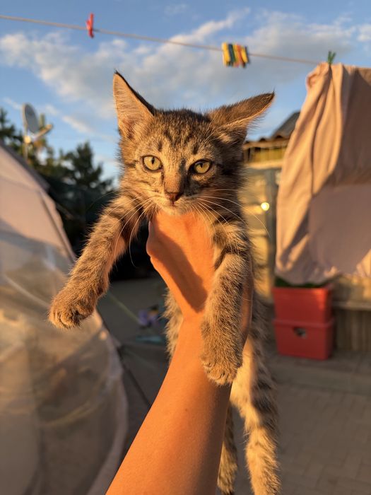 Котенок мальчик бесплатно