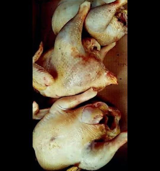 Гуси домашние резаные