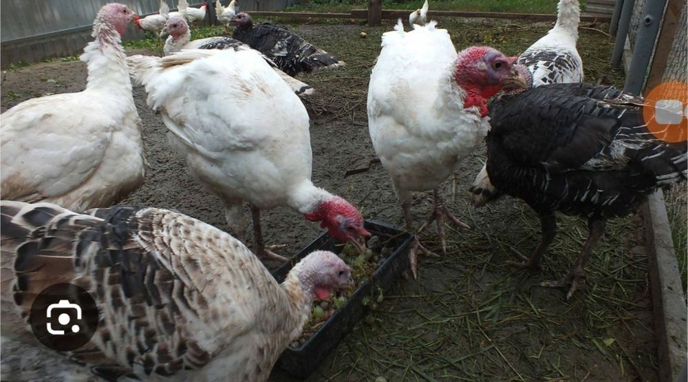 Продам индюков на развод