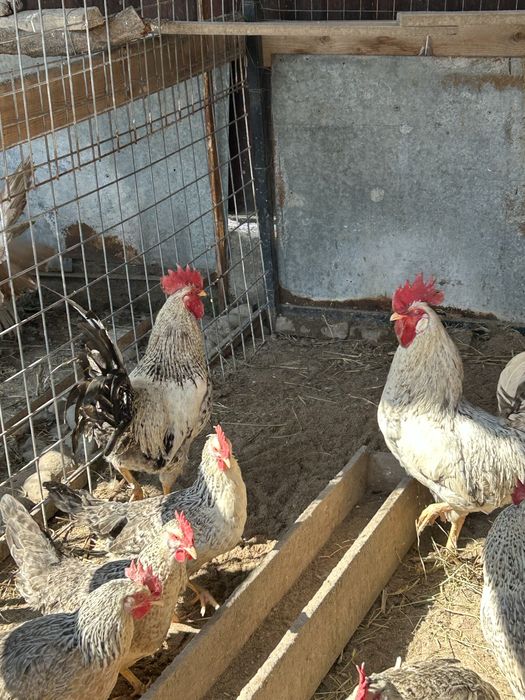 продаю двое петушков