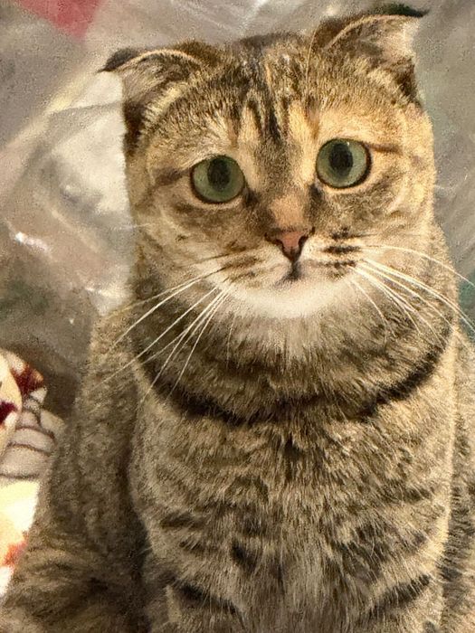 Кошка срочно отдатим в надежные руки