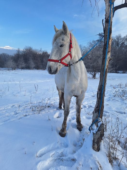 Продам кабылу Российскую