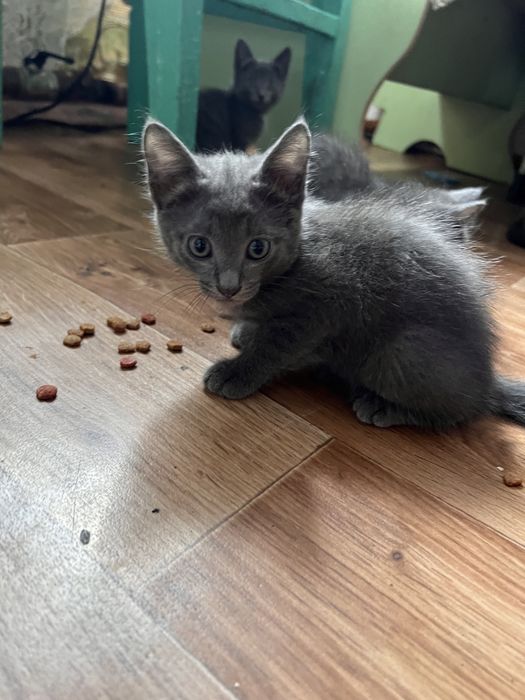 отдам котят бесплатно