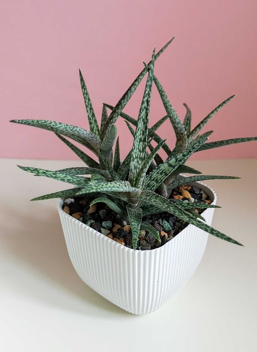 Суккуленты разные