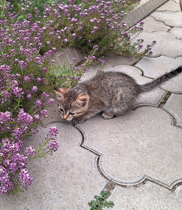 Отдам котят в хорошие руки