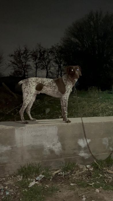 Курдсхаар чистокровный