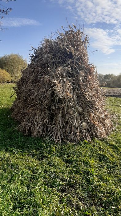 Vînd strujeni pentru animale 2lei snopu plus ovãs 1.50 kg   plus porum