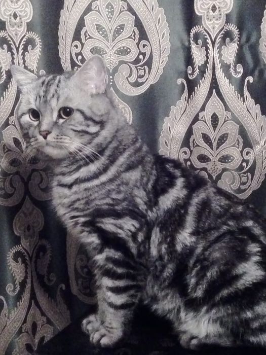 Шотландская кошечка осталась  одна