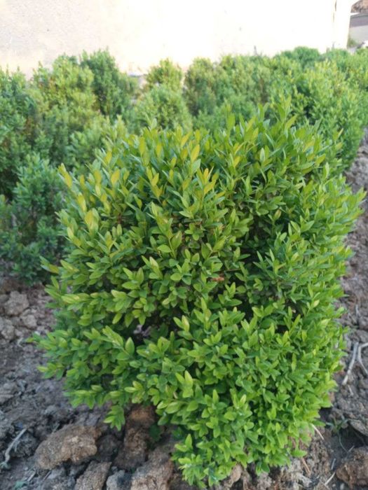 Shamshod Sotiladi 5 yillik